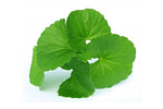 KolaImprove memory, increase blood circulation, reduce high blood pressure and can reduce fever, cough and asthma.